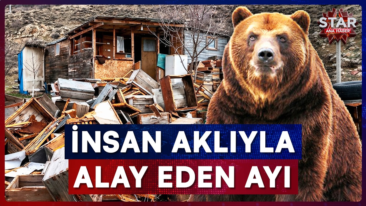 Elektrikli &Ccedil;it Bile İşe Yaramadı! Ayının Akılalmaz Y&ouml;ntemi | Star Ana Haber