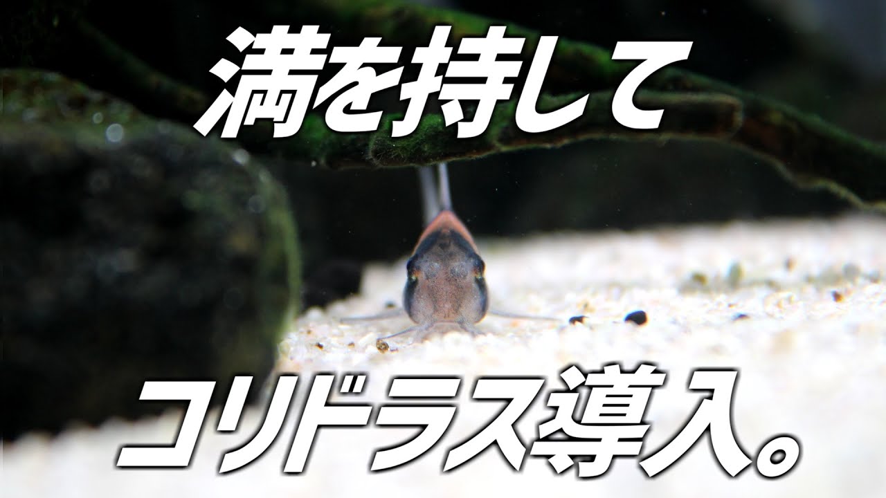 遂に、満を持してコリドラスを導入。#205【アクアリウム】