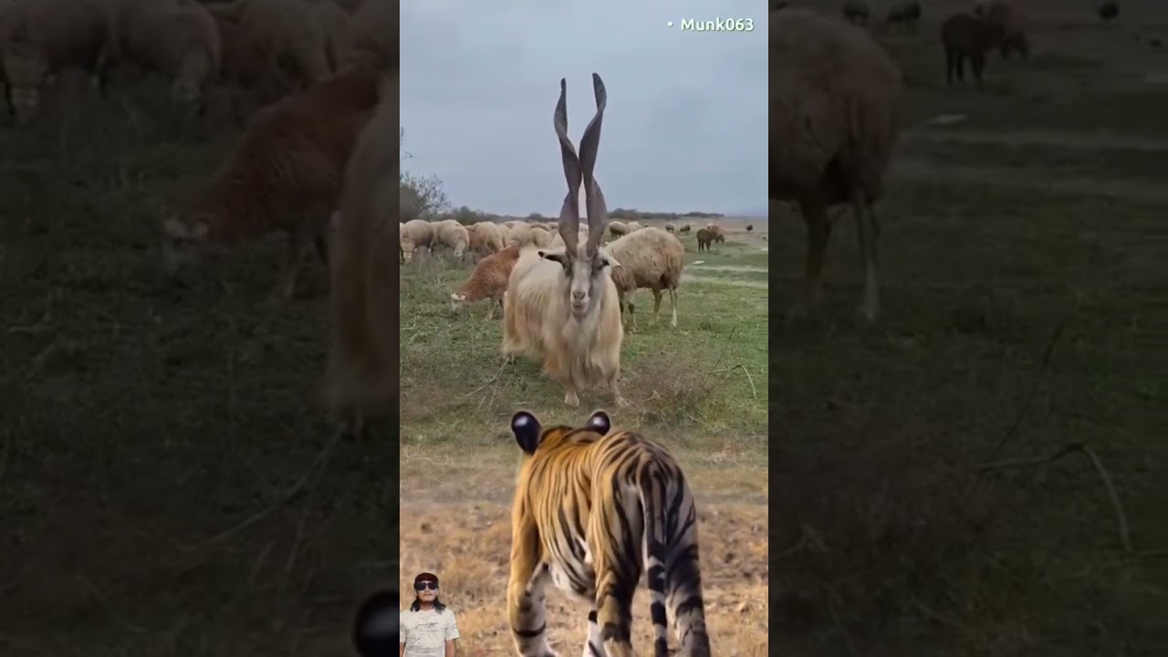 Saat Kambing Bertanduk Aneh Menantang Raja Hutan 🐐🐅 