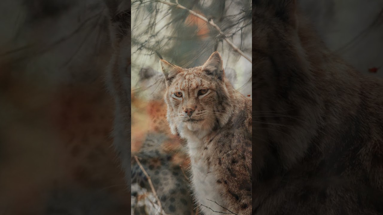 wild cats