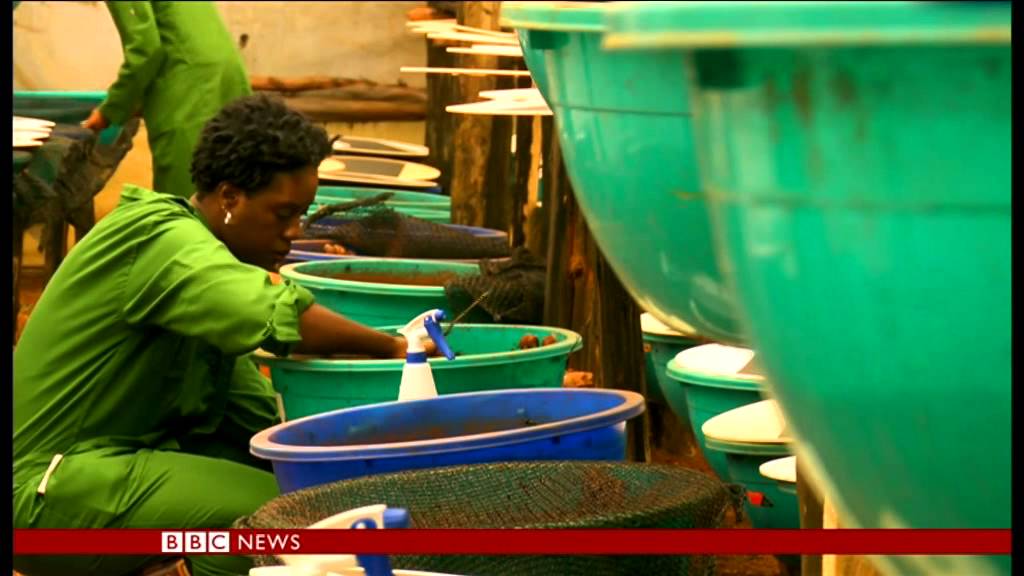 Kenya - Snail Farm