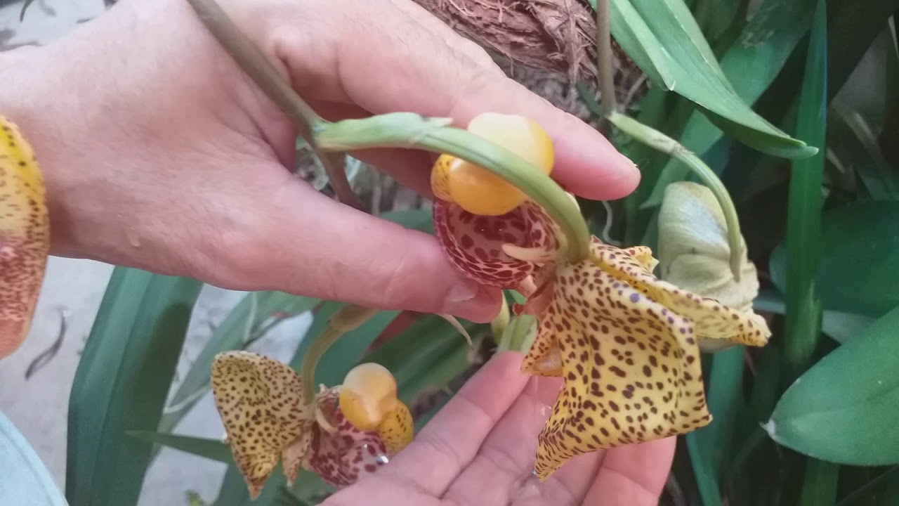 DICAS E SEGREDOS DE CULTIVO DA ORQUÍDEA  CORYANTHES MACRANTA VERMELHA
