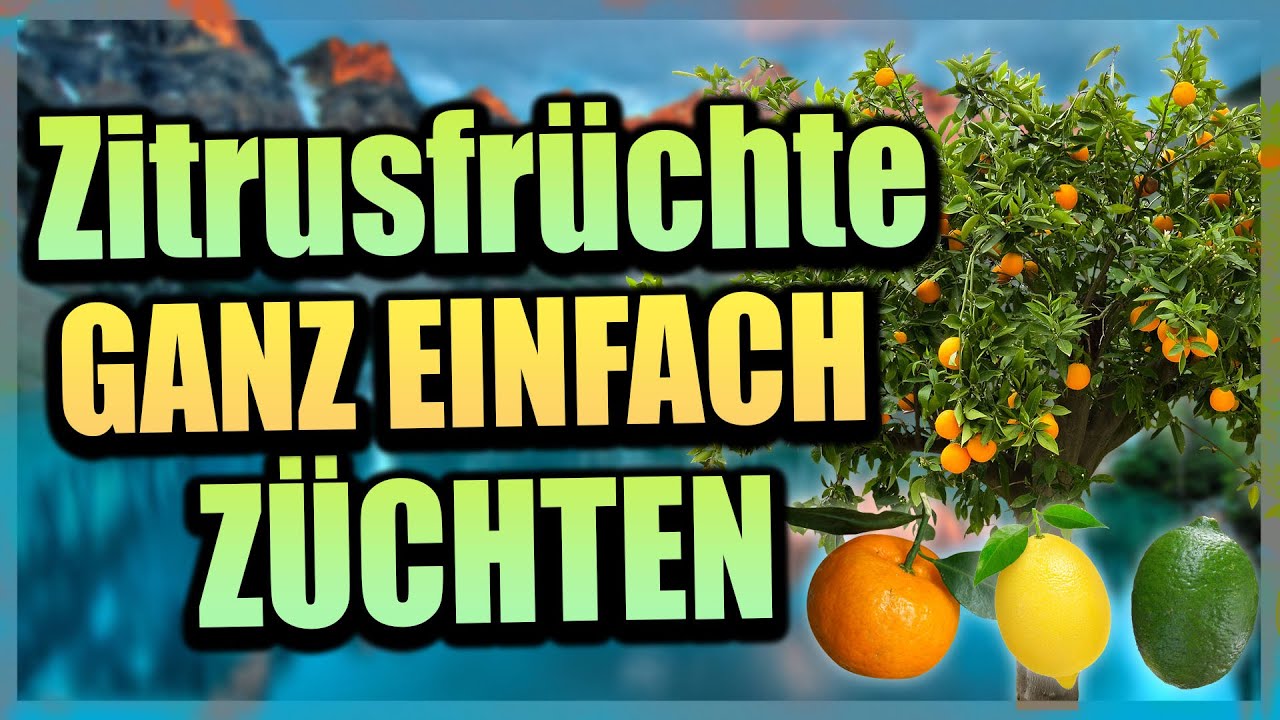 Zitrusfrüchte selbst ziehen I Gartenzeit