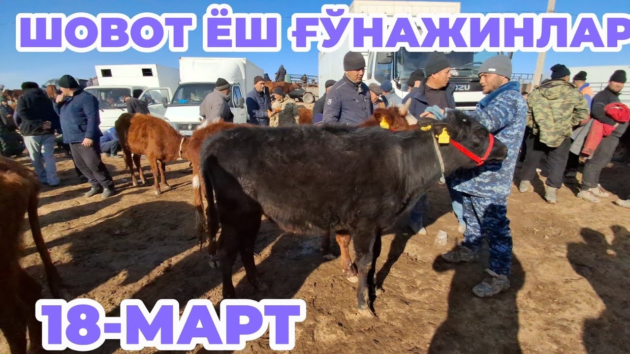 10-МАРТ ШОВОТ МОЛ БОЗОРИ  ЁШ ҒЎНАЖИНЛАР НАРХЛАРИ 
