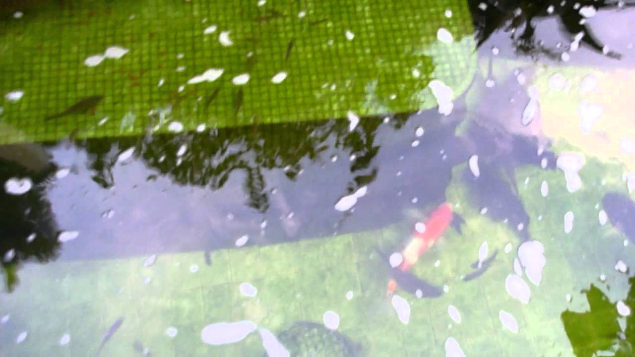 TLkmDN's ARAPAIMA POND FEEDING - For BUTTON MUSHROOM! :) (5/7/2011)