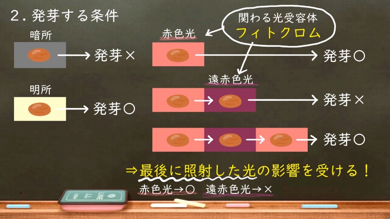 高校生物 68. 光発芽種子