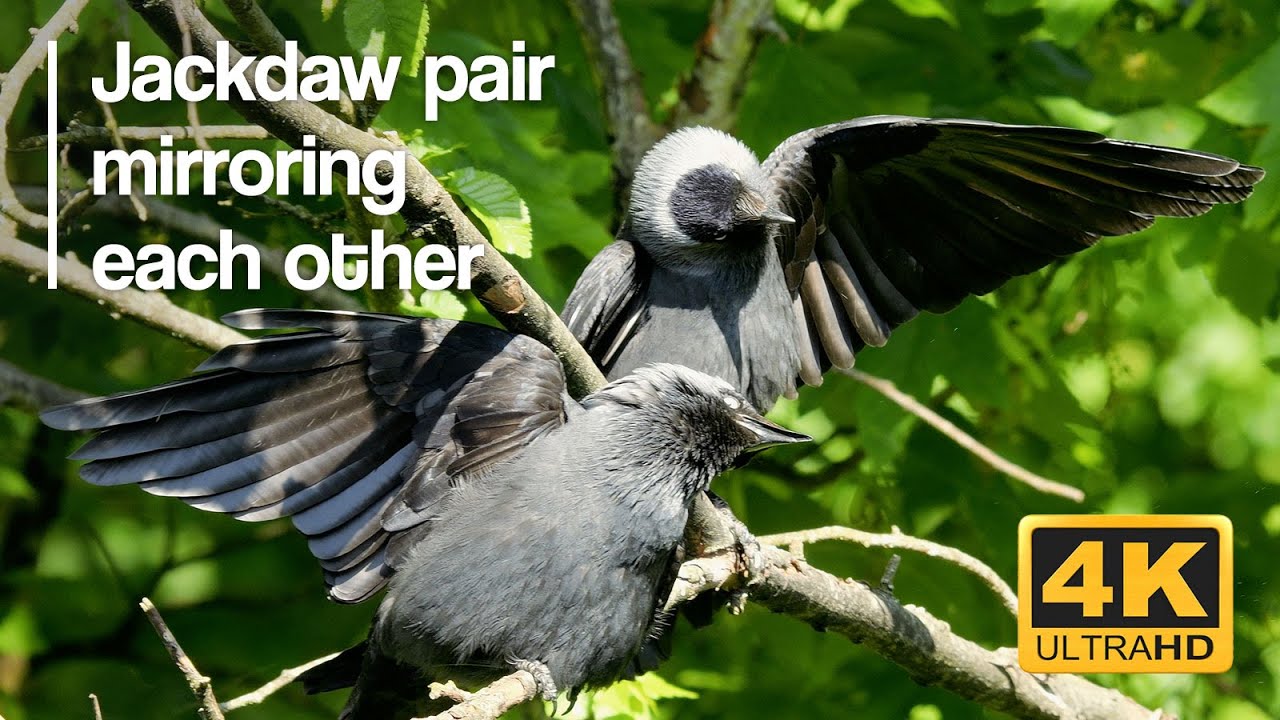 Jackdaw couple bonding with mirroring display #birds