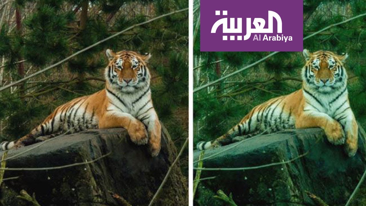 صباح العربية: العامل الوراثي من أهم أسباب الإصابة بعمى الألوان