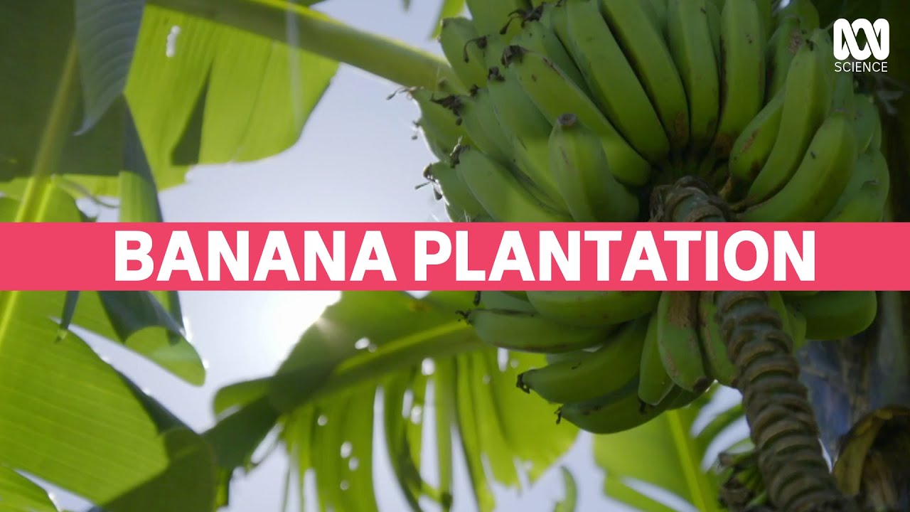 Is this the banana of the future? |  Catalyst