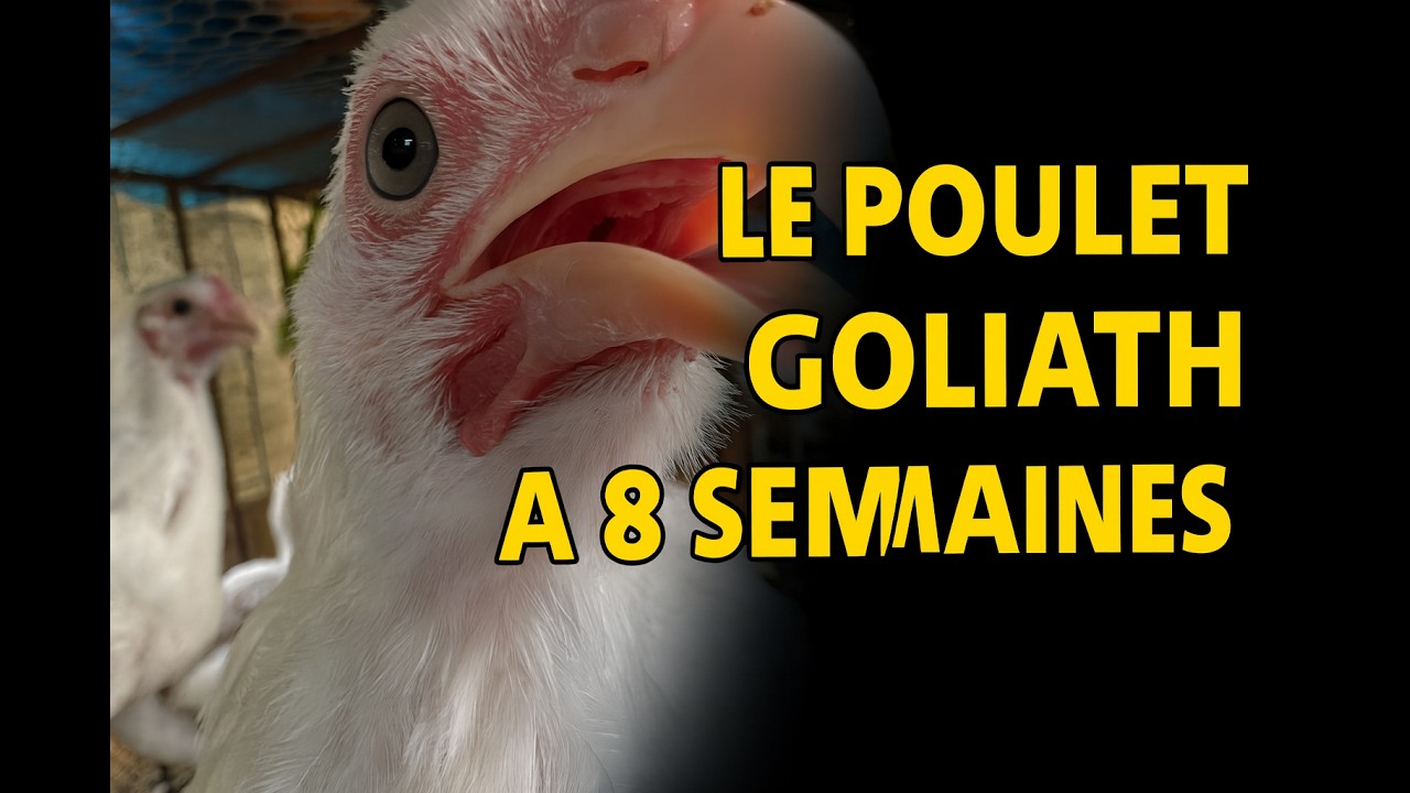 8 semaines de croissance du poulet hybride : goliath
