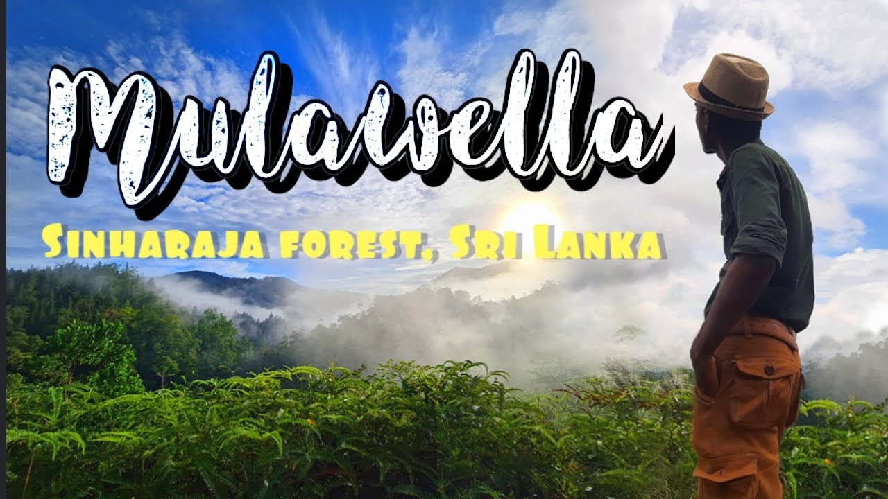 Mulawella #sinharaja forest#srilanka | waruna Dharmapriya