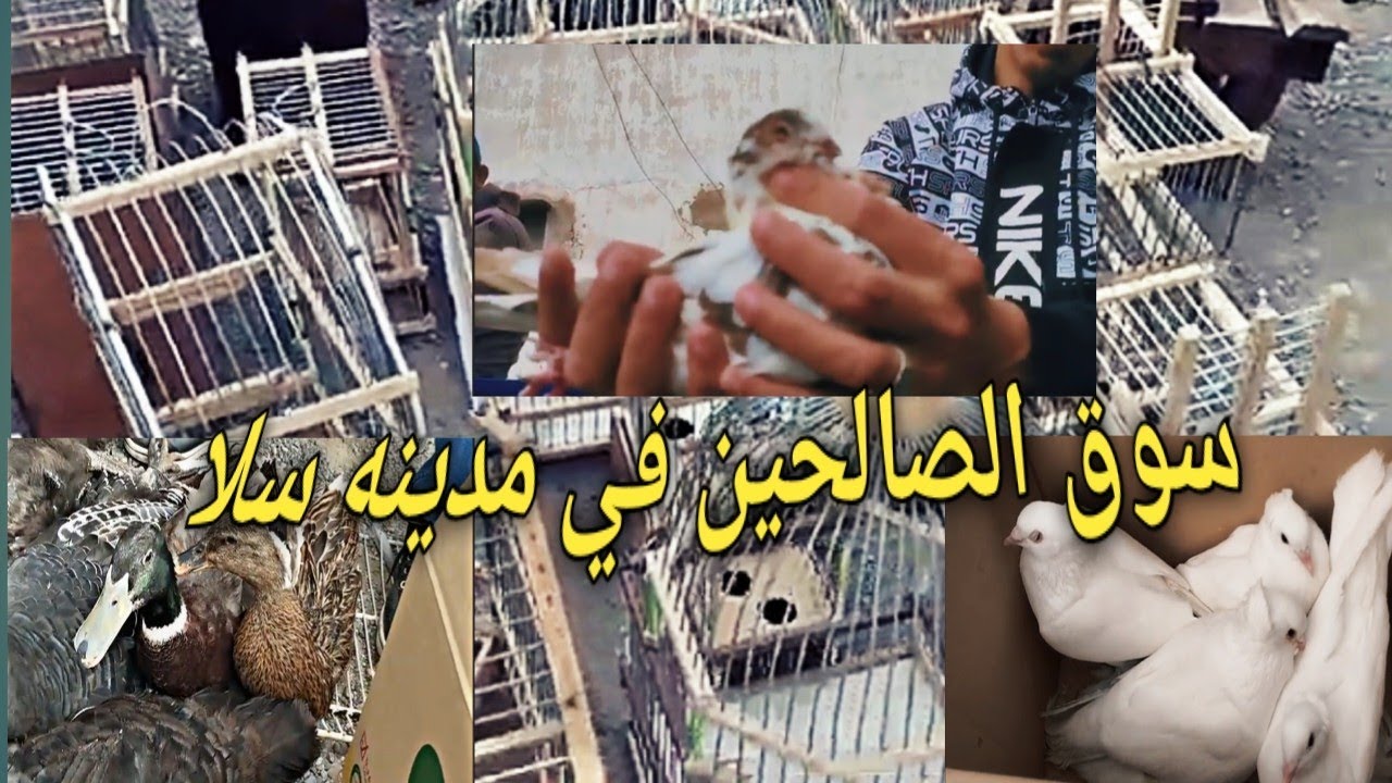 سوق الصالحين في مدينه سلا سوق اسبوعي سوق الحمام والطيور والحيوانات الاليفه