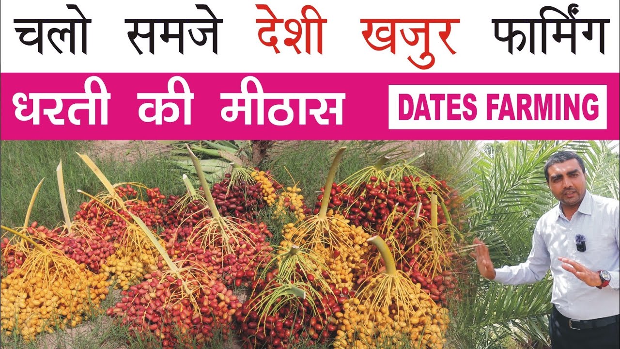 खजूर की खेती #Dates farming । 9106310963