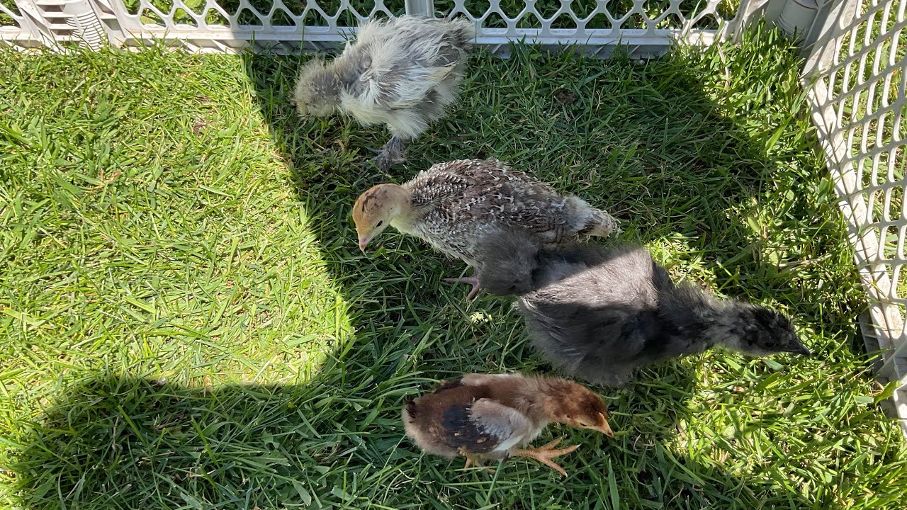 Side Projects Episode 10: my mini farm and garden keeping me busy.