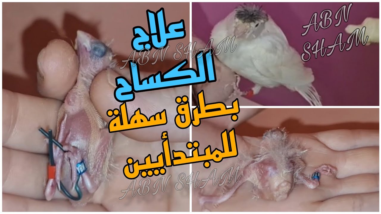 علاج الكساح خلال أسبوع بإذن الله عند الكناري والحسون والبادجي #كناري #عصافير #حسون