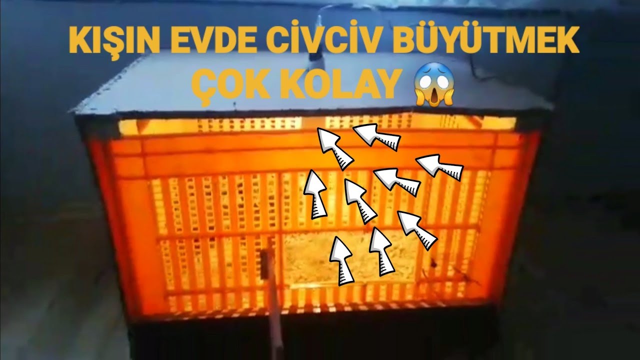 KASADAN ANA KUCAĞI YAPIMI. KIŞIN CİVCİV BÜYÜTMEK ÇOK KOLAY