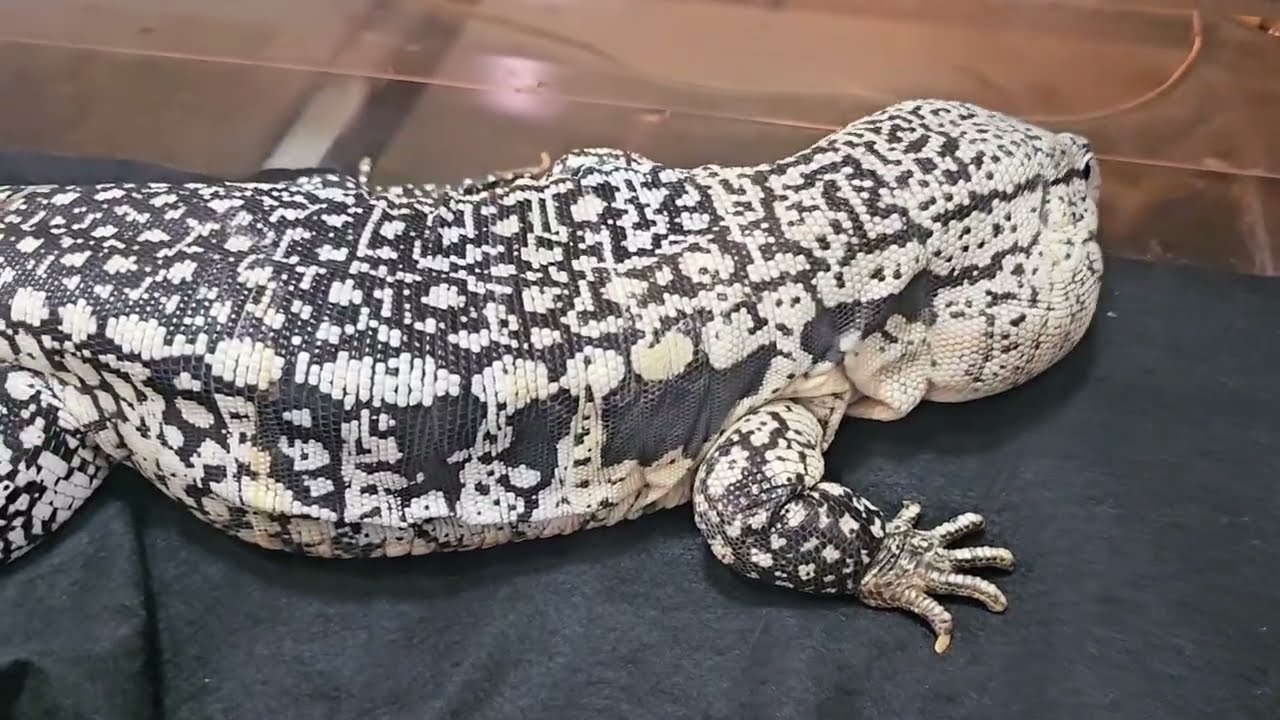 【貴重】アルゼンチンホワイト&ブラックテグー(スーパーブルーテグー)