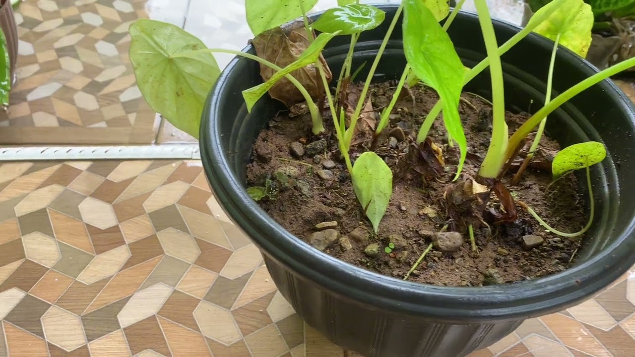 Vidro ekosistem biotik dan abiotik