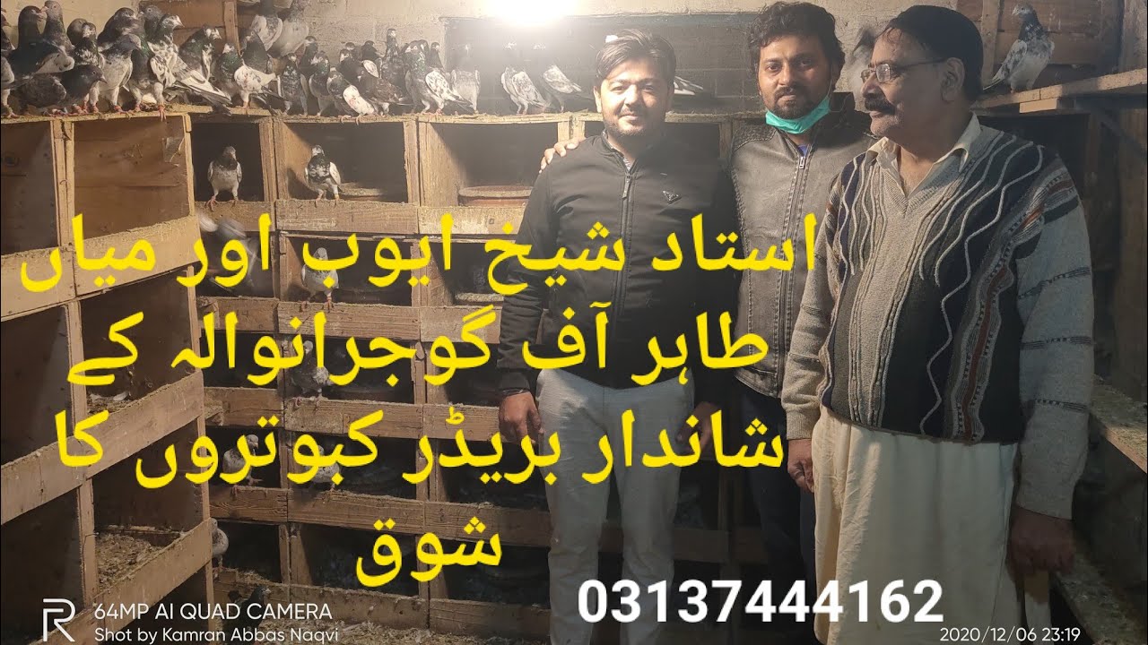 Amazing Birds of Mian tahir from gujranwala 03137444162