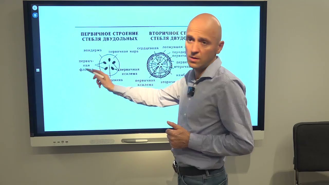 Очень существенное о стебле растения для ЕГЭ по биологии