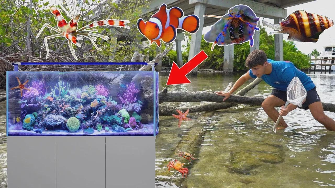 Mein Aquarium bekommt neue Wirbellose & coole Fische!