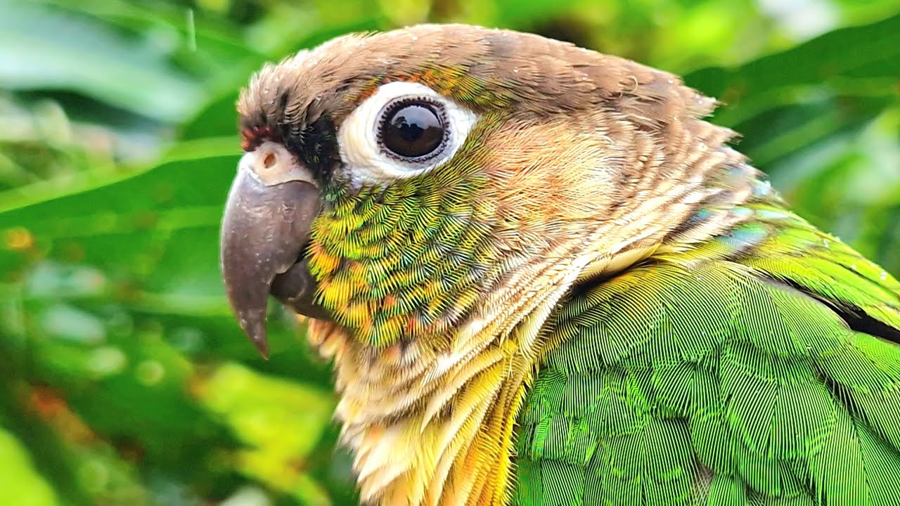 This is the beauty of nature : yellow sided conure parrot bird sound.