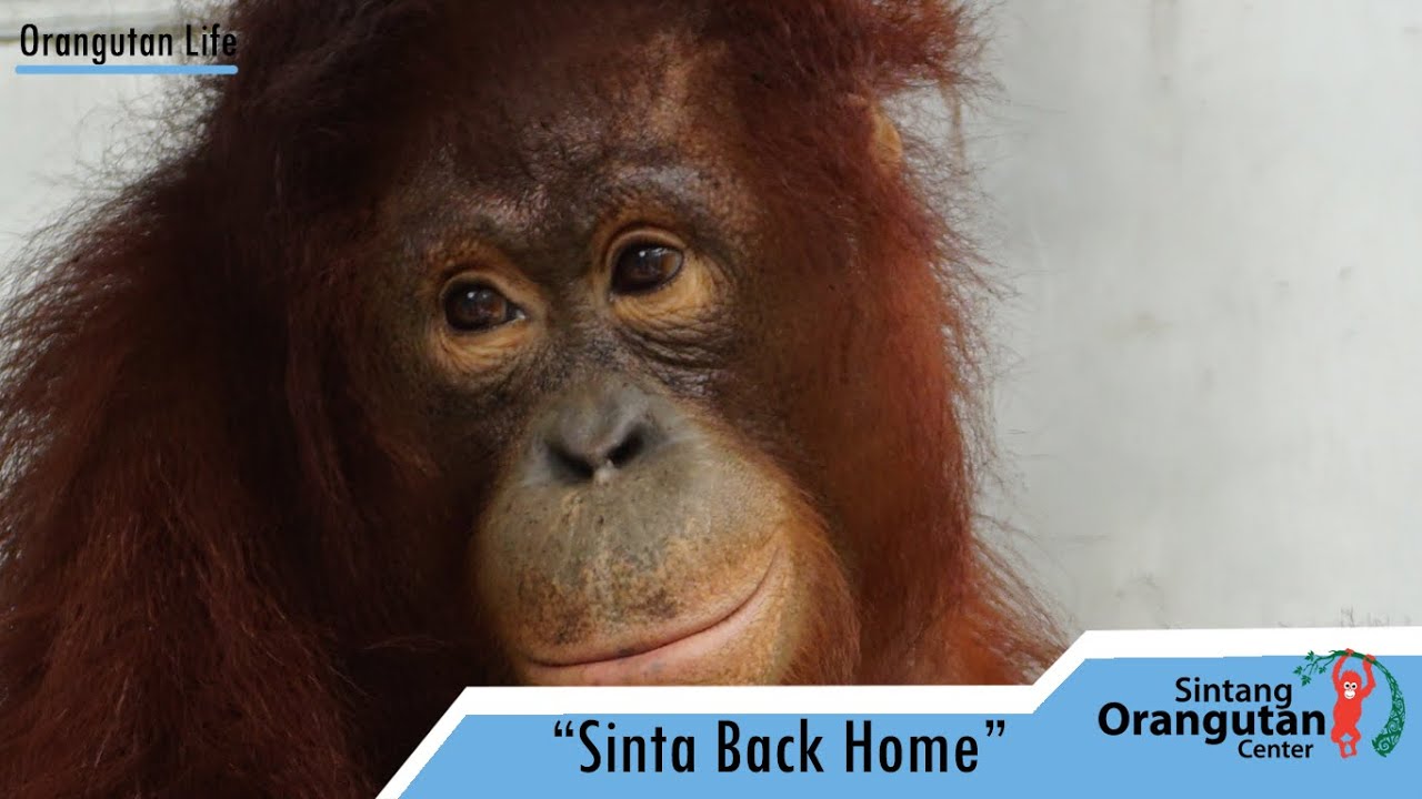 Sinta Back Home