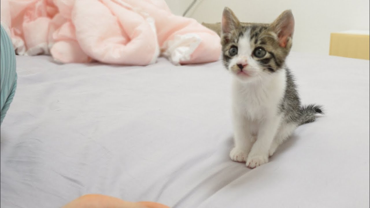 A Baby Kitten Comes and Politely Asks Me to Sleep Together