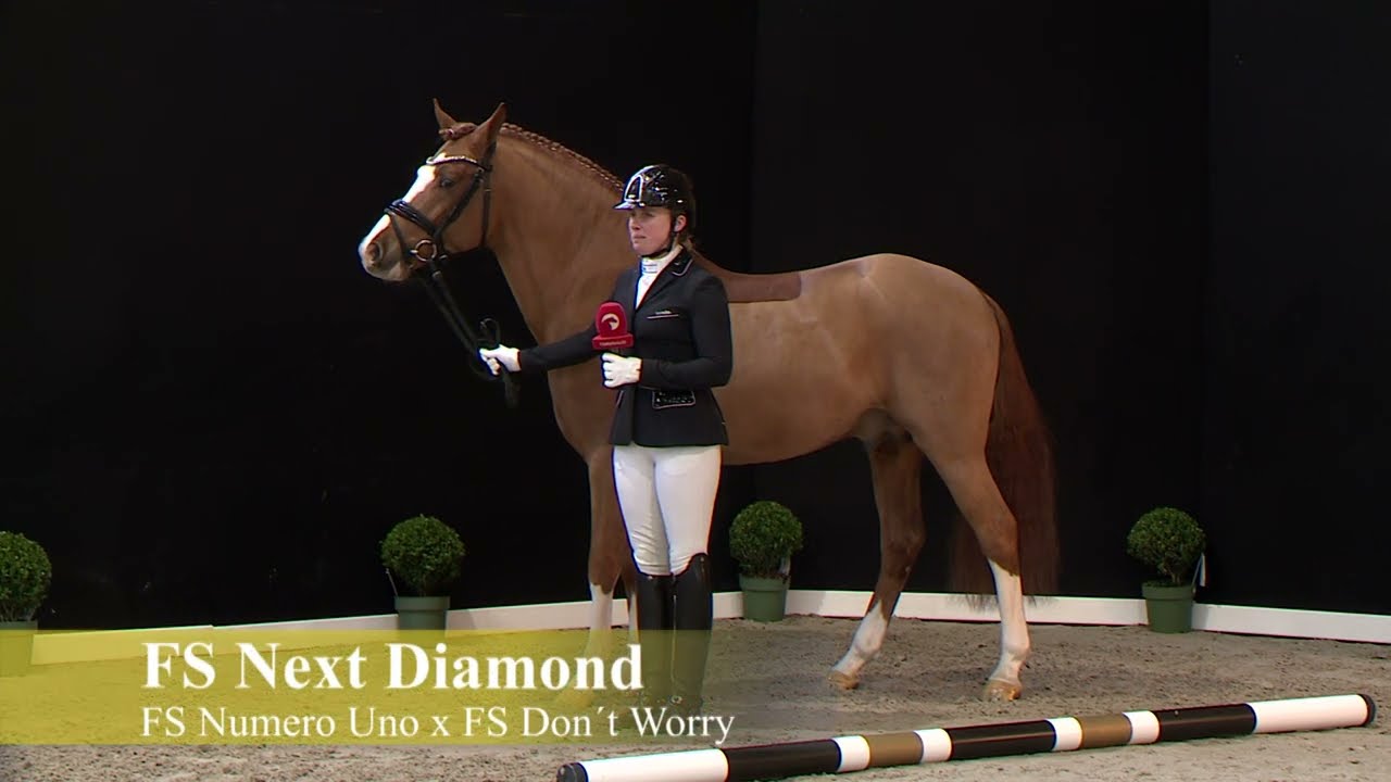 FS Next Diamond | Hengstschau 2022 | Ferienhof Stücker