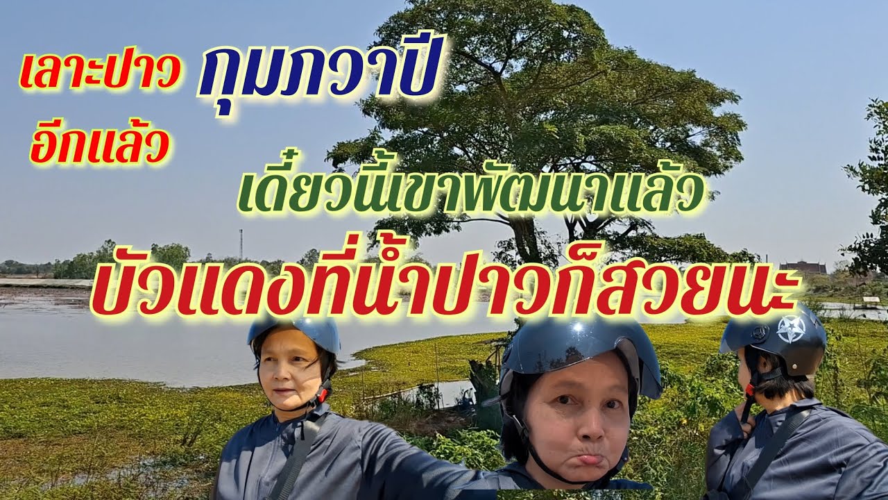เลาะปาวกุมภวาปีอีกแล้ว บัวแดงที่น้ำปาวก็สวยนะ