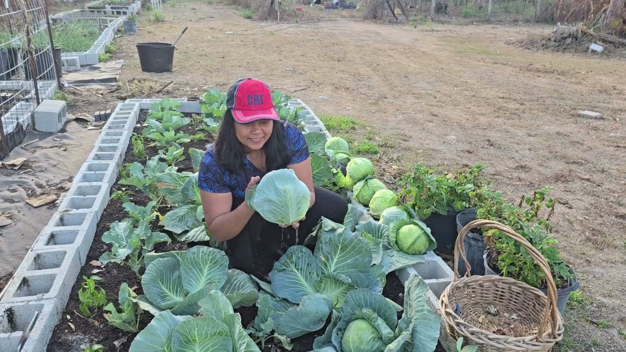 Harvest today: Cabbage o Repolyo