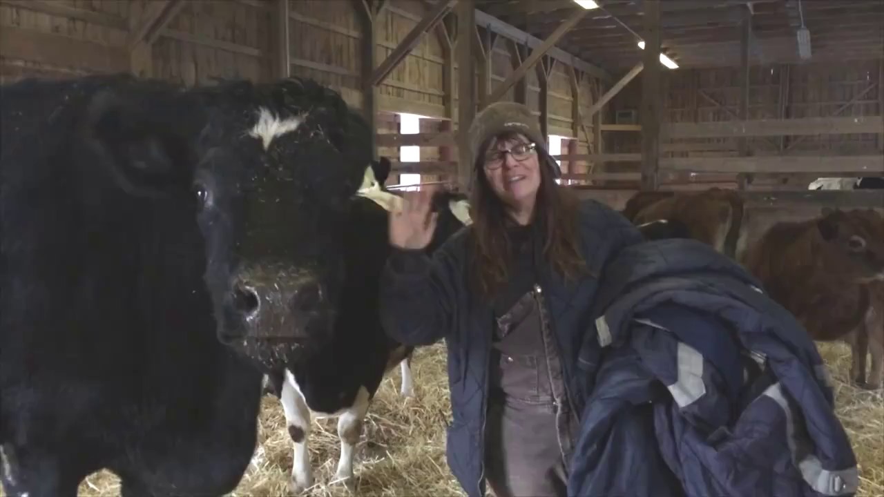 Saying goodnight to our bovine friends at our New York Shelter!