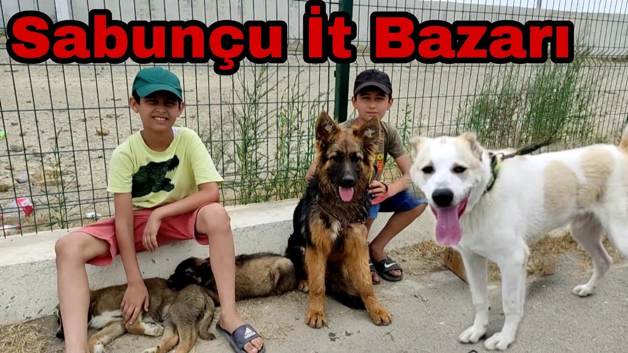 Sabunçu İt Bazarı. İtlerin Satisi 26.06.22 #sabuncubazari #elixezer #cobaniti  #sabuncuitbazari