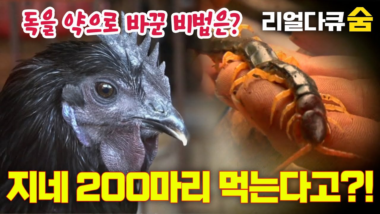 지네독 약으로?! 200마리 지네 먹인 오골계의 숨겨진 효능 파헤치기 | 리얼다큐 숨