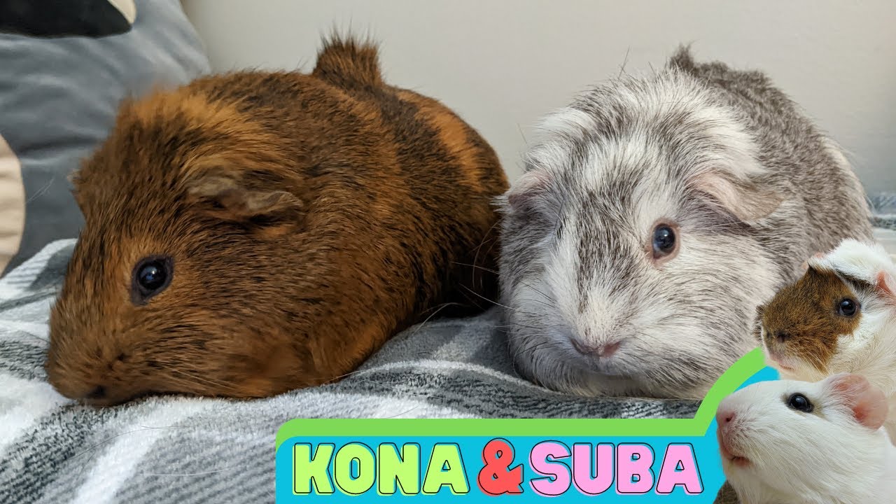 Capybara and Luna Bean - My Ridgeback Guinea Pigs