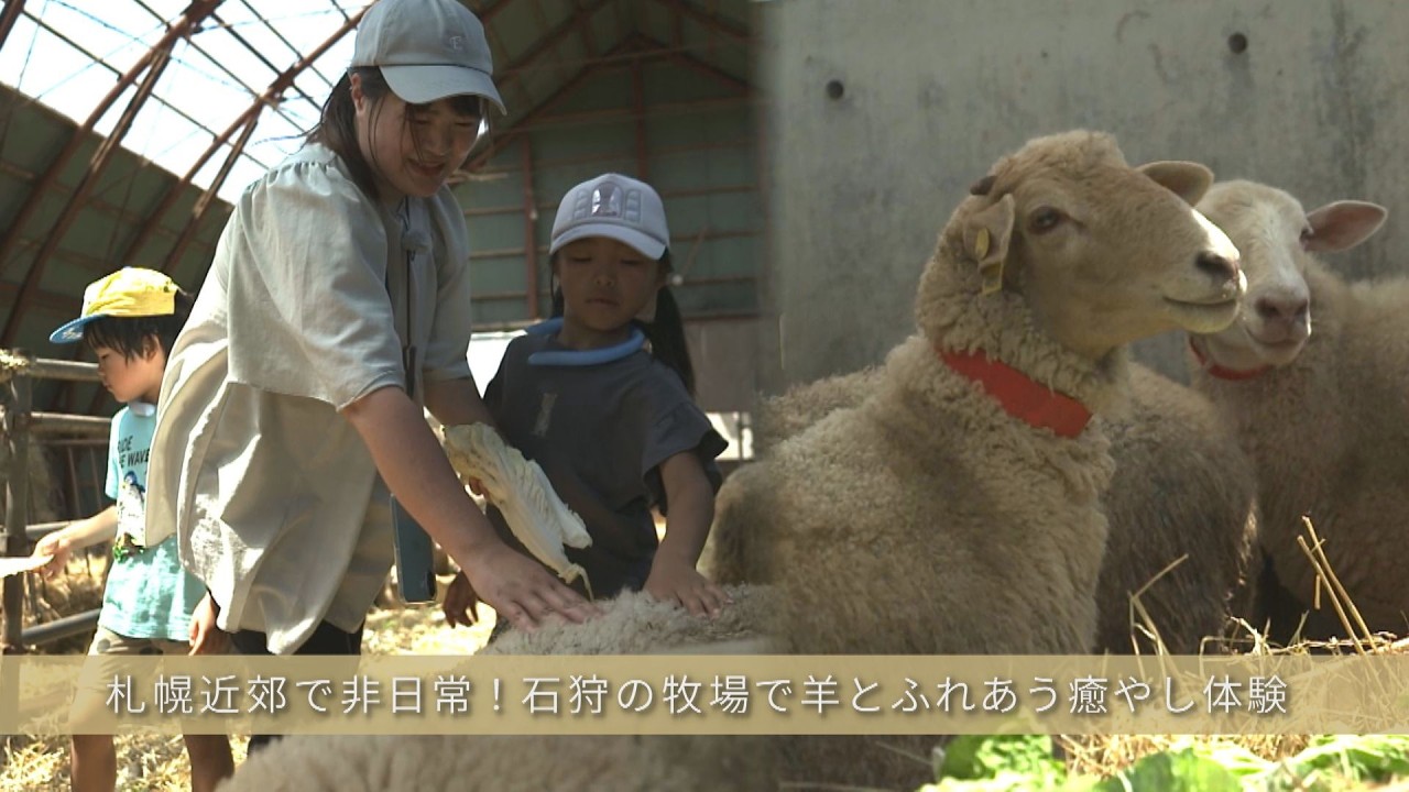 【北海道観光】夏の思い出に。石狩の広大な牧場で体験する最高の「ふれあいスポット」