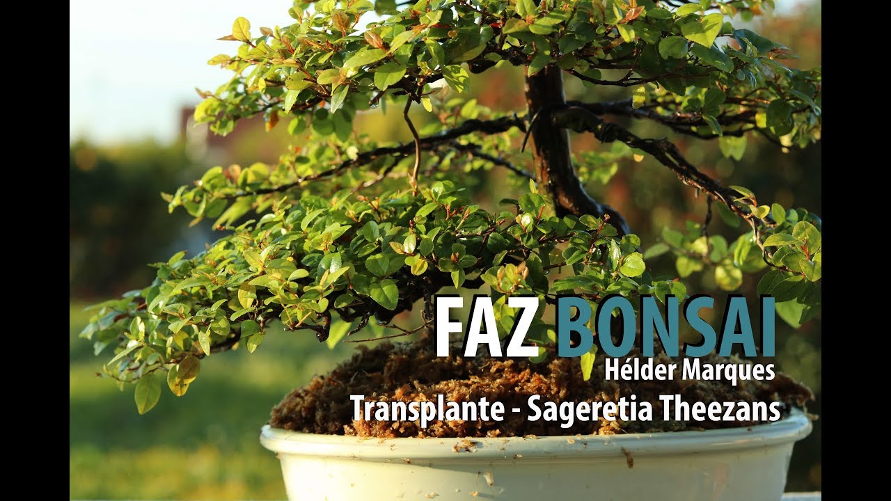 Transplante Sageretia Theezans