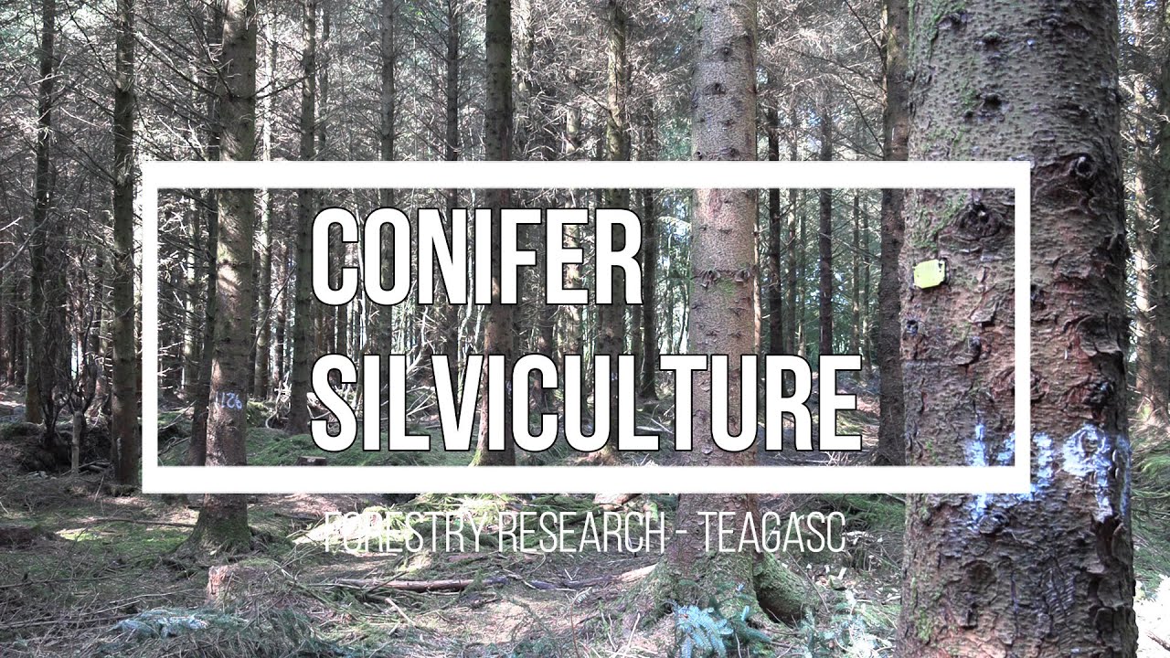The management of highly productive Sitka spruce plantations in Ireland