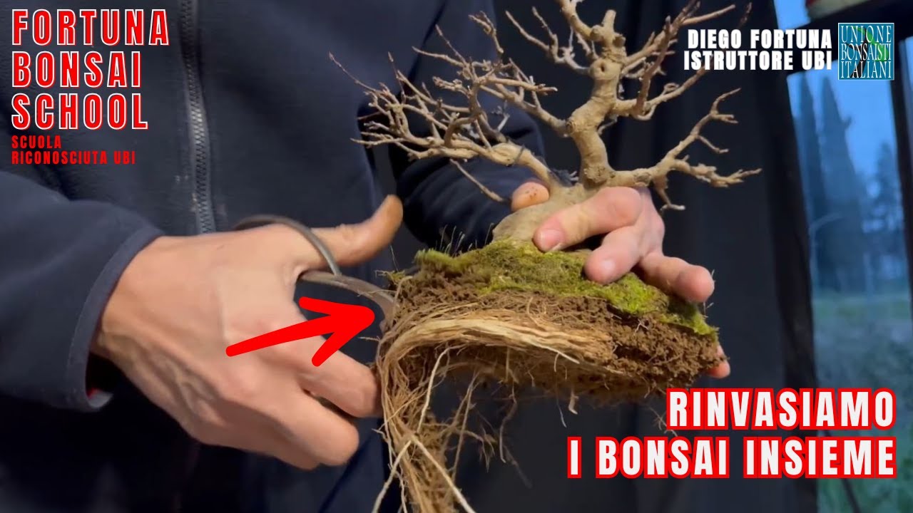 Rinvasiamo i Bonsai insieme.