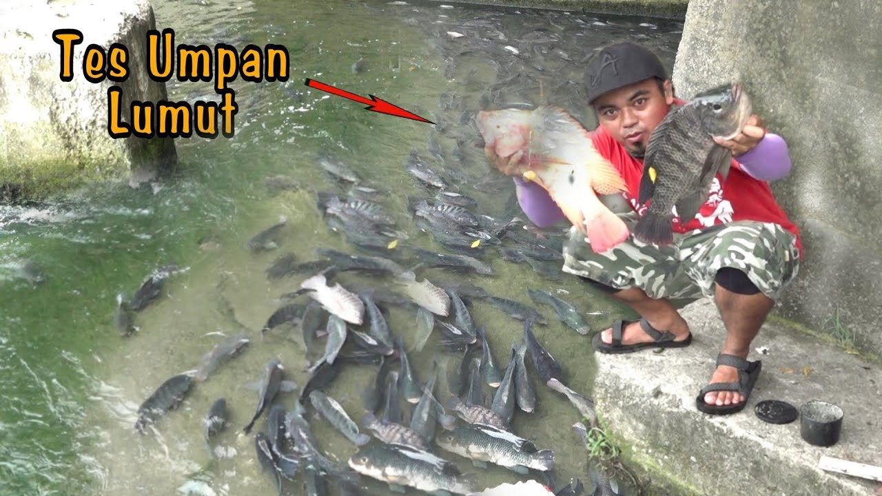 TERIMA KASIH ❗AKU SANGAT BAHAGIA | TILAPIA FISHING  #TC241