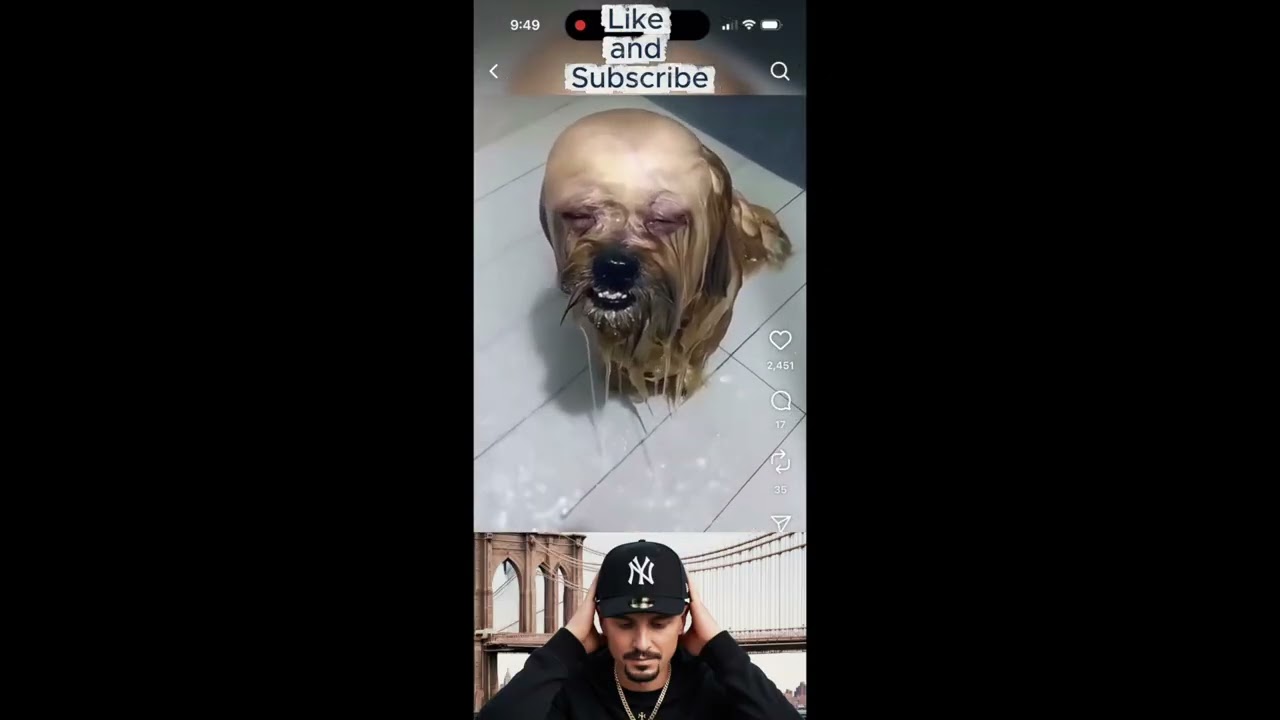 Funniest Pets of Instagram Video 2025 Ep 1