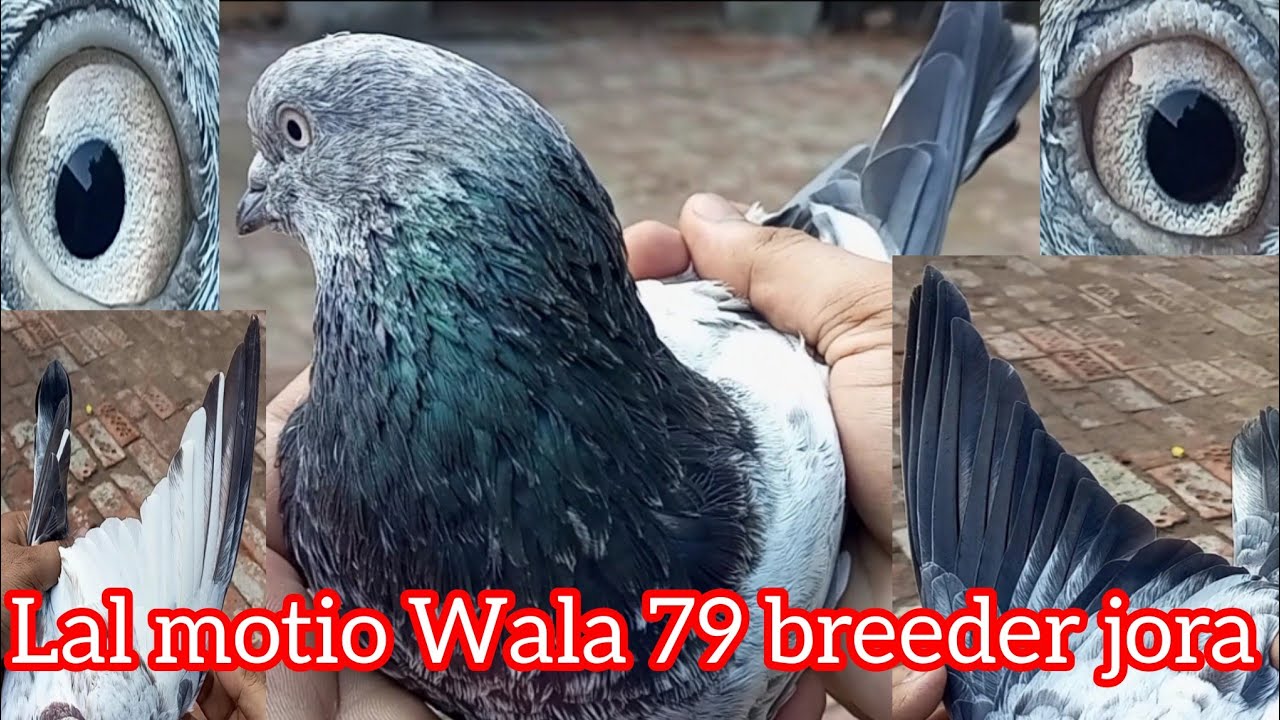 Faisalabad ki Shan or pehchan kabootar|| BAO Hassan shb Waly 79 Lal motio Waly breeder pair ka shoq