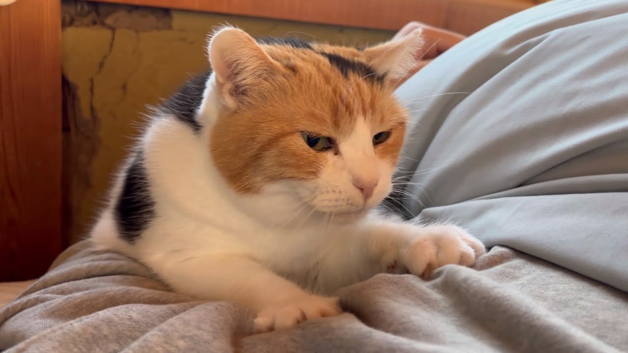 【三毛猫】朝からふみふみゴロゴロのミケ（2024年11月11日）