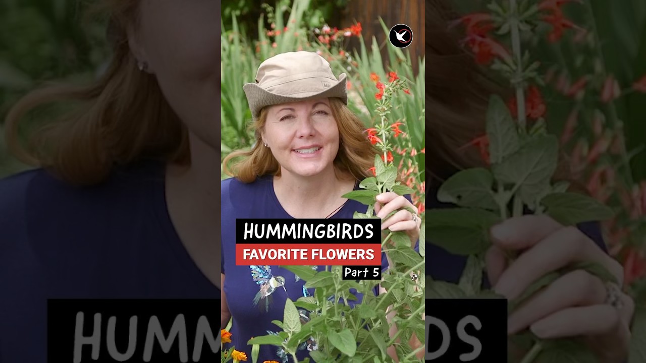 Best hummingbird plants. #hummingbird #birdingbyear #gardening