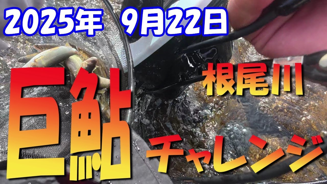 巨鮎をもとめて根尾川へ