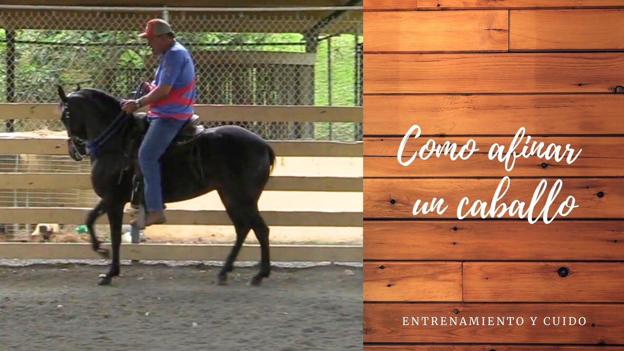 AFINAR UN CABALLO (hay un poco de ruido con el micrófono en algunos momentos pedimos disculpas)