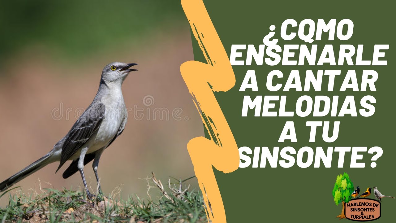 ¿COMO ENSEÑAR A CANTAR MELODIAS A TU SINSONTE / CENZONTLE?