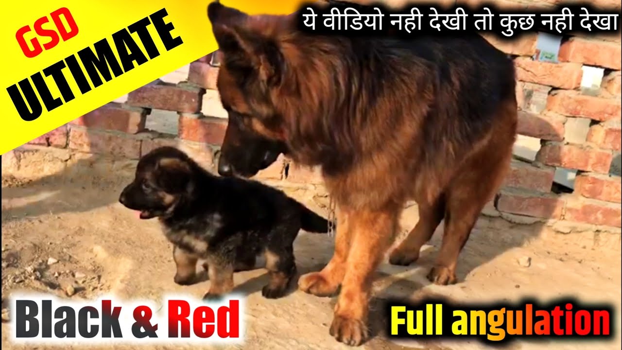 Black & Red Long coat German shepherd puppy || with all over India delivery