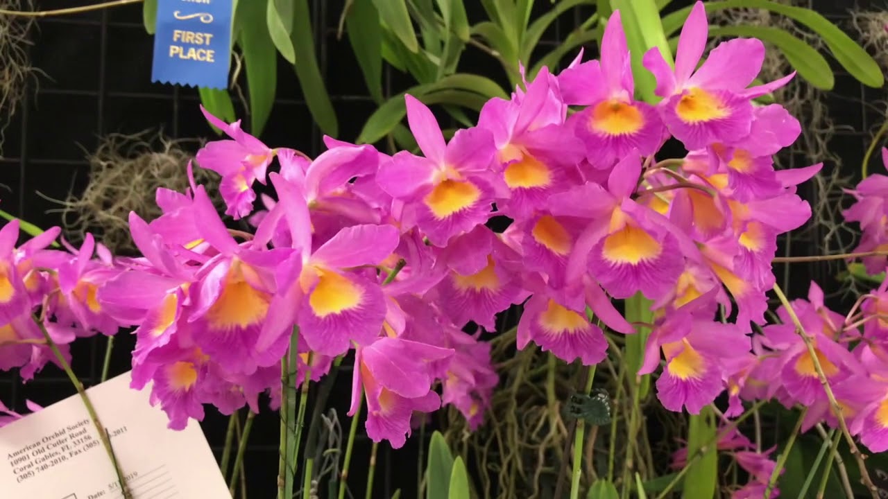 Volusia County Orchid Society 24th Annual Show and Expo