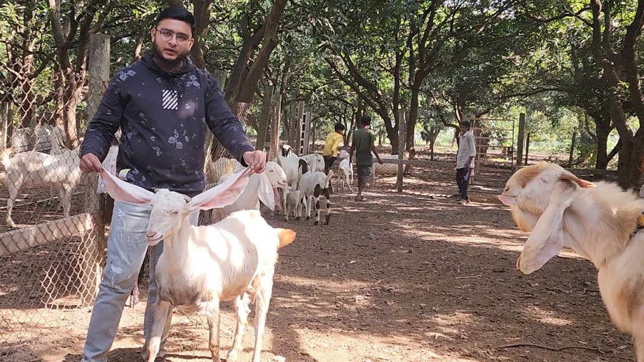 Saste Main Lelo Ghar Ki Bakriyaa Hyderabadi Patira Homebreed At JJ Goat Farm  Navsari Gujarat.